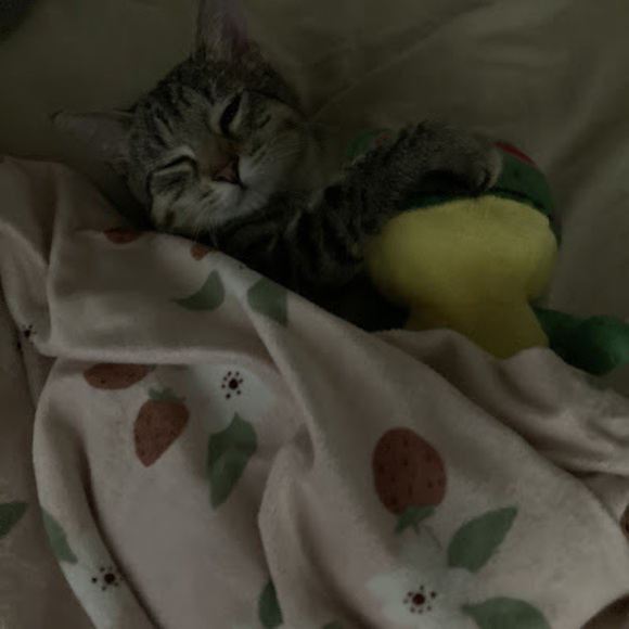 Meet your Posher, L - Picture 1 of 1